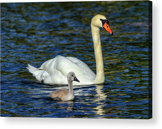 Swan Acrylic Print featuring the photograph Mute swan, cygnus olor, mother and baby by Elenarts - Elena Duvernay photo