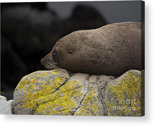 Seal Acrylic Print featuring the photograph Nap Time by Peter Kennett
