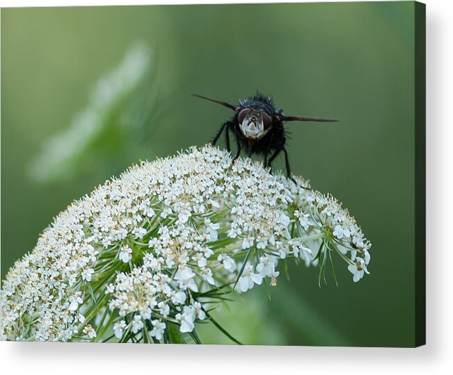 Plant Acrylic Print featuring the photograph Nature Up Close by Holden The Moment