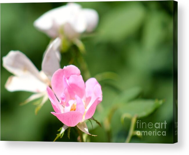 Pink Acrylic Print featuring the photograph Nature's Beauty 2 by Deena Withycombe
