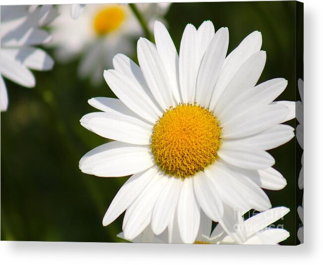 Yellow Acrylic Print featuring the photograph Nature's Beauty 54 by Deena Withycombe