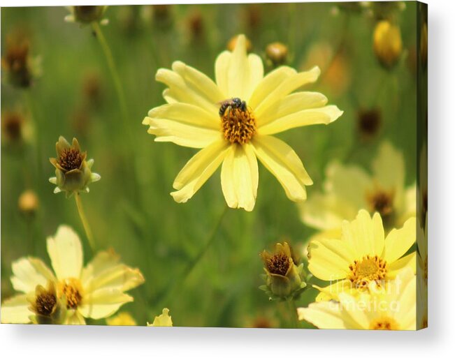 Yellow Acrylic Print featuring the photograph Nature's Beauty 62 by Deena Withycombe