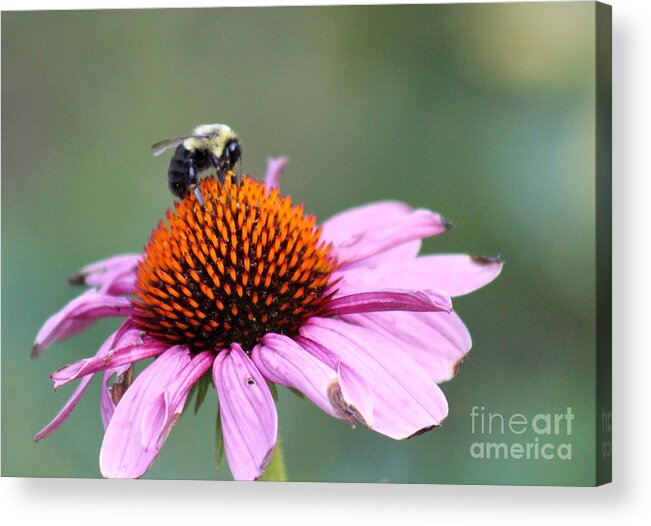 Pink Acrylic Print featuring the photograph Nature's Beauty 72 by Deena Withycombe