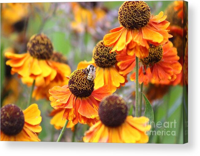 Yellow Acrylic Print featuring the photograph Nature's Beauty 89 by Deena Withycombe