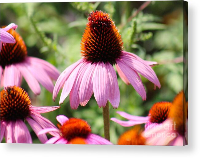 Pink Acrylic Print featuring the photograph Nature's Beauty 98 by Deena Withycombe