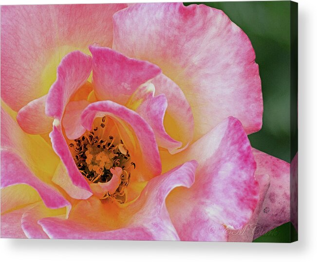 Flower Acrylic Print featuring the photograph Nature's Beauty by Ed Clark
