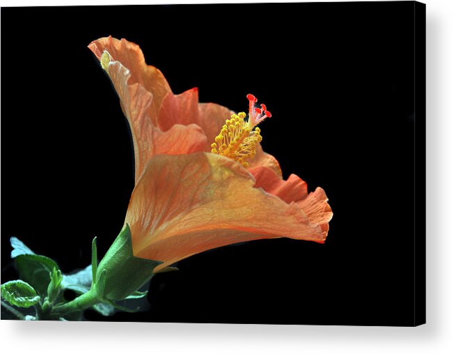 Hibiscus Acrylic Print featuring the photograph Nature's Detail. by Terence Davis