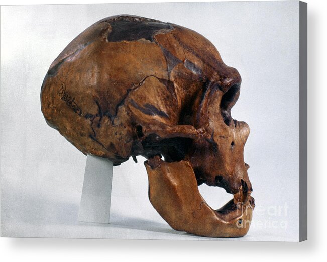 Artifact Acrylic Print featuring the photograph Neanderthal Skull by Granger
