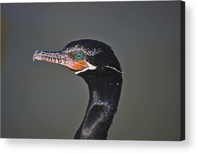 Close Up Acrylic Print featuring the photograph Neotropic Cormorant by Robert Brown
