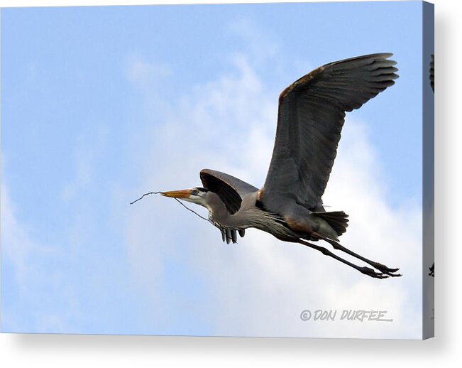 Great Blue Heron Acrylic Print featuring the photograph Nesting Material by Don Durfee
