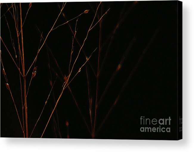 Reed Acrylic Print featuring the photograph Nightfall by Linda Shafer