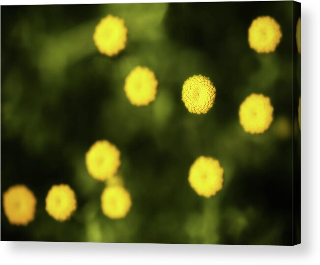 Flowers Acrylic Print featuring the photograph No Petals by Nick Bywater