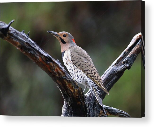 Bird Acrylic Print featuring the photograph Northern Flicker In Rain by Daniel Reed