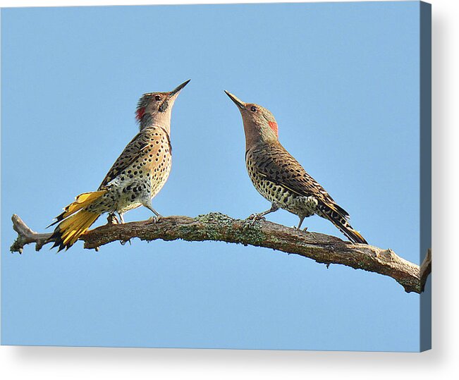Bird Acrylic Print featuring the photograph Northern Flickers Communicate by Alan Lenk