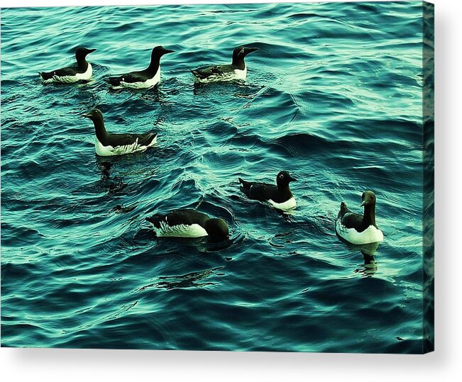 Birds Acrylic Print featuring the photograph Not Guilty by HweeYen Ong