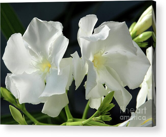 Oleander Acrylic Print featuring the photograph Oleander Mont Blanc 1 by Wilhelm Hufnagl