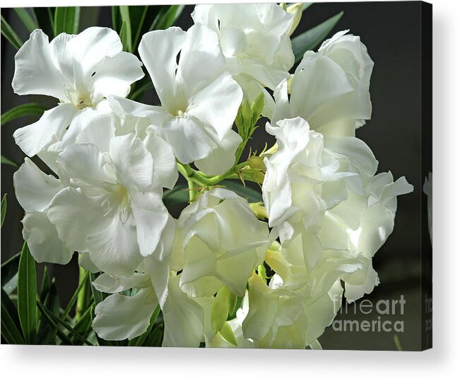 Oleander Acrylic Print featuring the photograph Oleander Mont Blanc 2 by Wilhelm Hufnagl