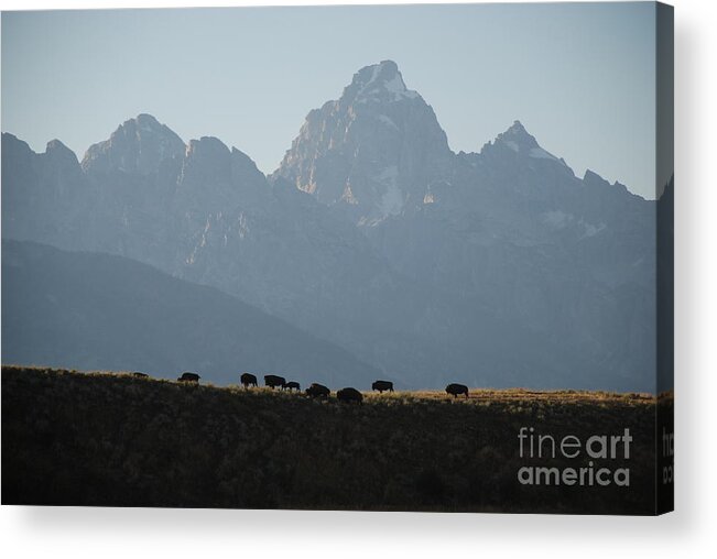 Buffalo Acrylic Print featuring the photograph On the Ridge by Jim Goodman