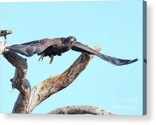 Bald Eagle Acrylic Print featuring the photograph One last fly E9 by Liz Grindstaff