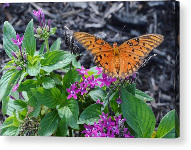 Open Wings Of The Gulf Fritillary Butterfly Acrylic Print featuring the photograph Open Wings of the Gulf Fritillary Butterfly by Warren Thompson