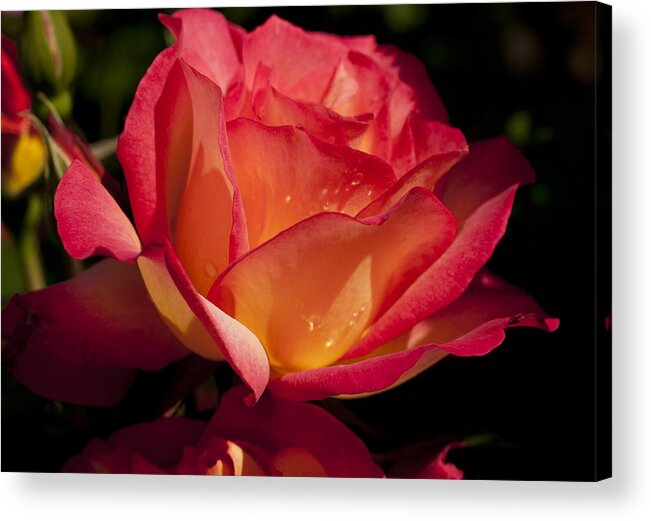 Orange And Yellow Rose Acrylic Print featuring the photograph Orange and Yellow Rose by Haleh Mahbod