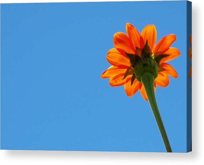 Orange Flower Against Clear Blue Sky Acrylic Print featuring the photograph Orange flower on blue sky by Debbie Karnes