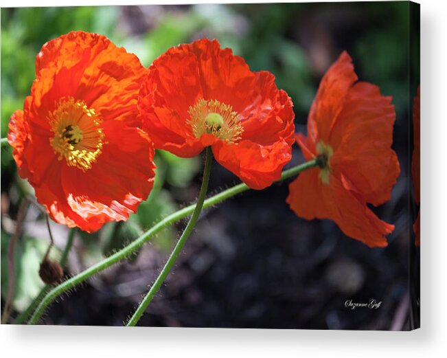Photograph Acrylic Print featuring the photograph Orange Poppy Triplet by Suzanne Gaff