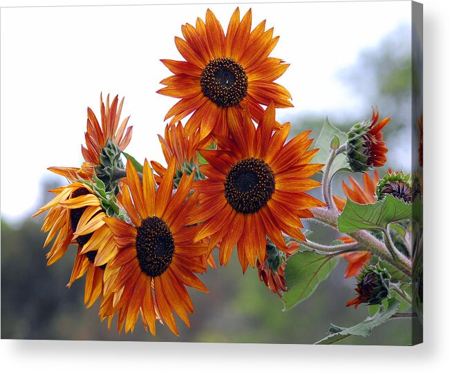 Sunflower Acrylic Print featuring the photograph Orange Sunflower 1 by Amy Fose