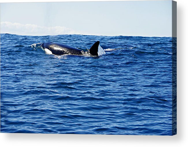 Killer Whale Acrylic Print featuring the photograph Orca by Marilyn Wilson