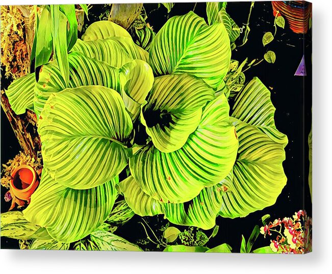 #flowersofaloha #flowers # Flowerpower #aloha #hawaii #aloha #puna #pahoa #thebigisland #orchidgreenfadealoha #greenfade #orchid Acrylic Print featuring the photograph Orchid Green Fade Aloha by Joalene Young