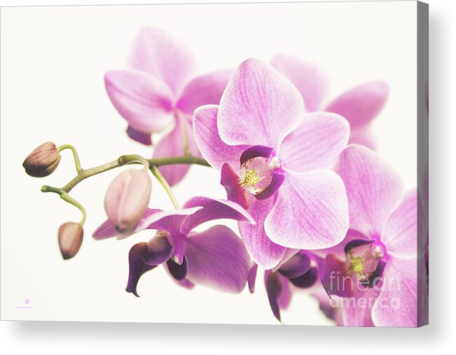 Orchid Acrylic Print featuring the photograph orchid II by Hannes Cmarits