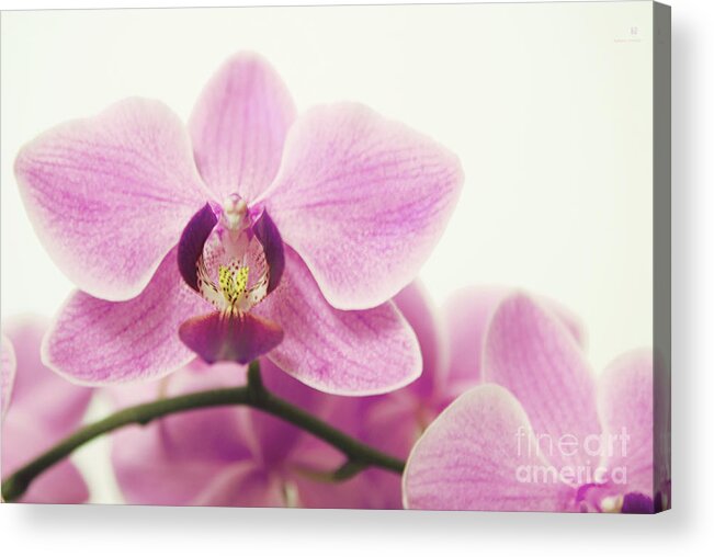 Orchid Acrylic Print featuring the photograph orchid III by Hannes Cmarits