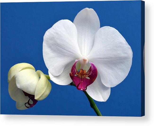 Orchid Acrylic Print featuring the photograph Orchid Out Of The Blue. by Terence Davis