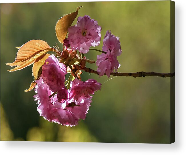 Flowers Acrylic Print featuring the photograph Ornamental Cherry Blossoms - by Julie Weber
