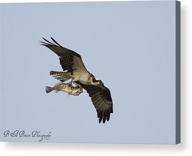 Osprey Catching A Fish Acrylic Print featuring the photograph Osprey catches a fish by Barbara Bowen