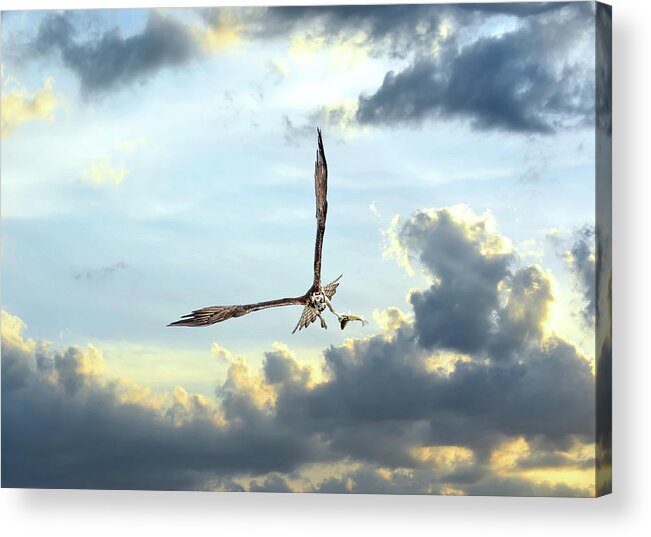 Osprey Acrylic Print featuring the photograph Osprey flying in clouds at sunset with fish in talons by Patrick Wolf
