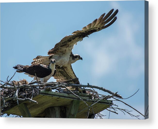 Bird Acrylic Print featuring the photograph Osprey Pair by Jody Partin