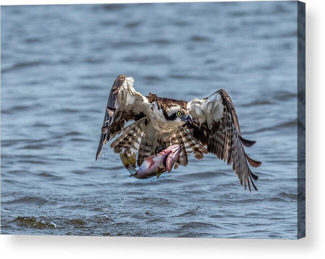 Animal Acrylic Print featuring the photograph Osprey with Catch 9108 by Donald Brown