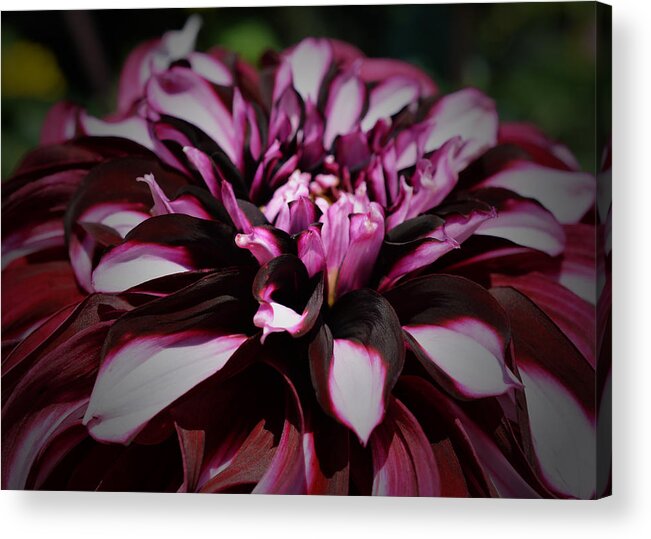 Dahlia Acrylic Print featuring the photograph Over the Top by Richard Andrews