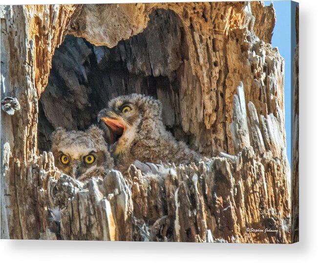 Great Horned Owls Acrylic Print featuring the photograph Owlet Surprise by Stephen Johnson
