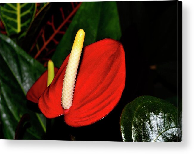 Pacora Anthurium Acrylic Print featuring the photograph Pacora Anthurium Plant - Red Hot 001 by George Bostian