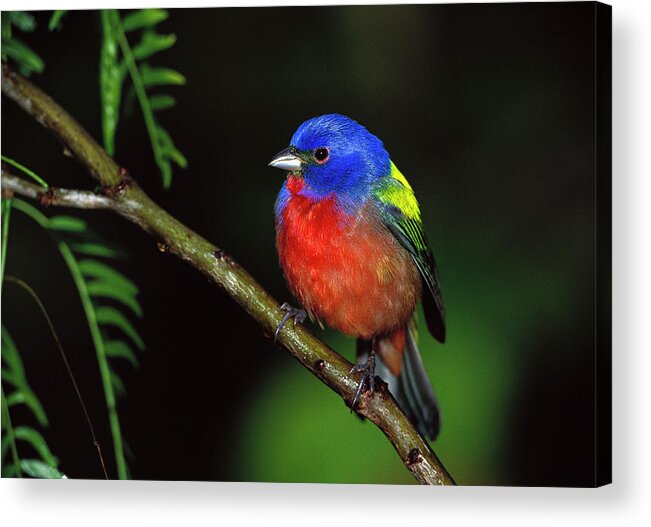 Mp Acrylic Print featuring the photograph Painted Bunting Passerina Ciris Male by Tom Vezo