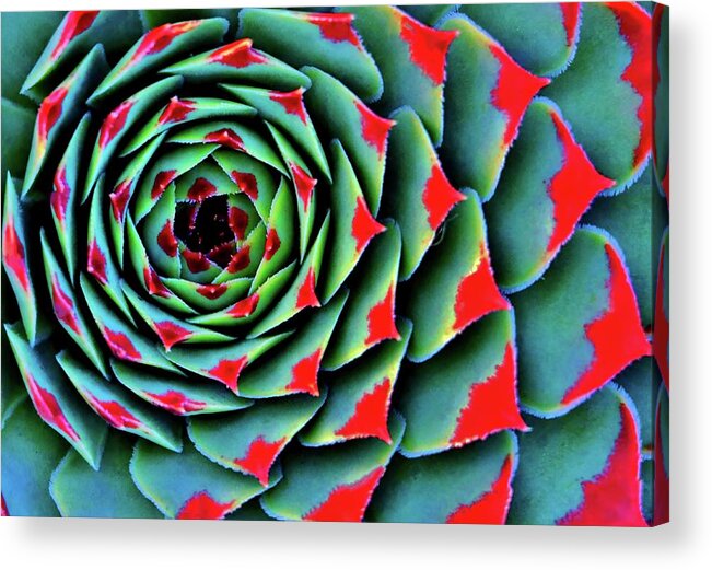 Red Tipped Succulent Acrylic Print featuring the photograph Painted Lady In Red by William Rockwell