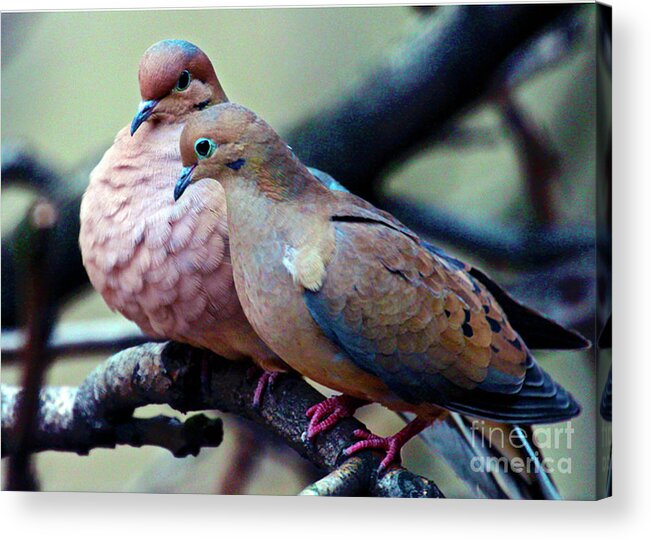 Wild Birds Acrylic Print featuring the photograph Pair of Mourning Doves by Patricia Youngquist