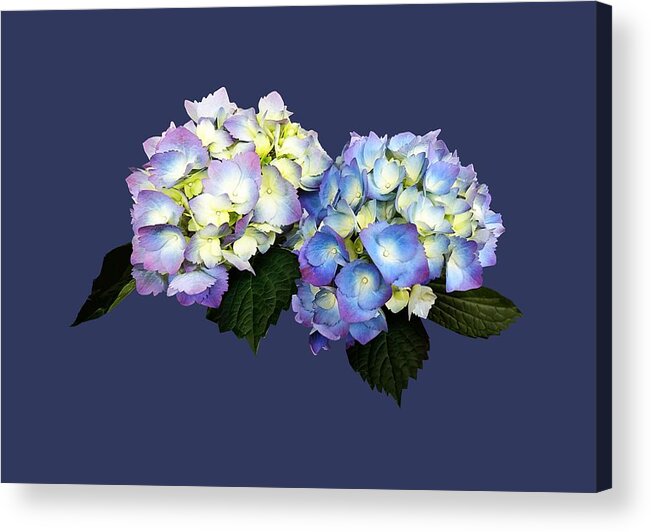 Hydrangea Acrylic Print featuring the photograph Pale Pink and Blue Hydrangea by Susan Savad