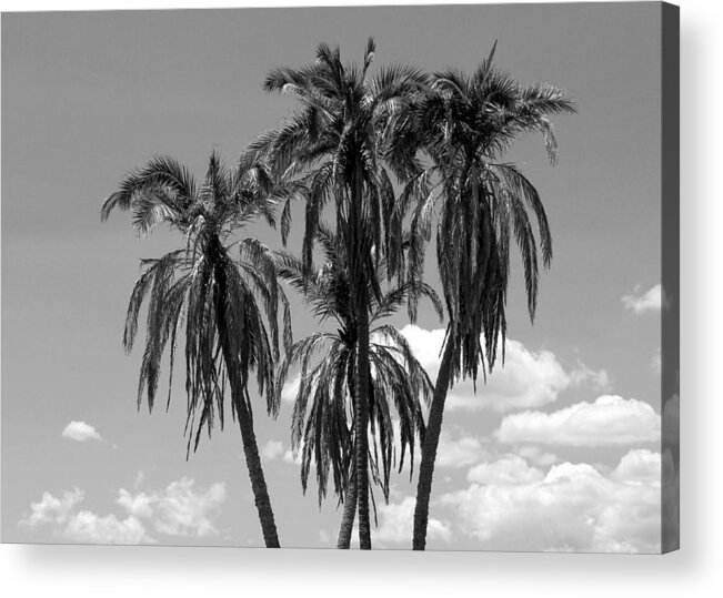 Photo For Sale Acrylic Print featuring the photograph Palm Tree Trio by Robert Wilder Jr