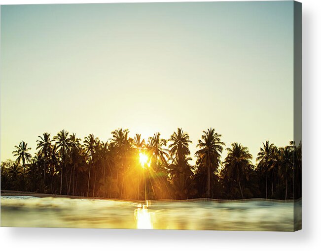 Surfing Acrylic Print featuring the photograph Palms And Rays by Nik West