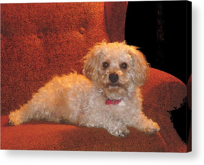 Pooch Acrylic Print featuring the photograph Pampered Pooch by Margie Avellino