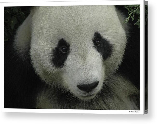 China Acrylic Print featuring the photograph Panda by R Thomas Berner