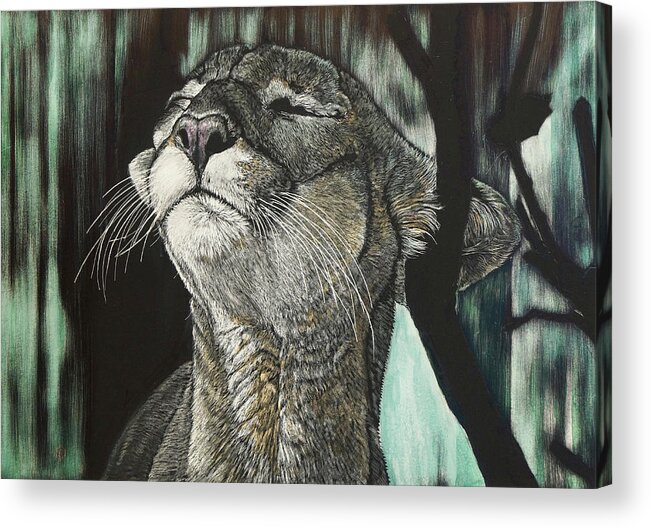 Drawing Acrylic Print featuring the drawing Panther, Cool by William Underwood